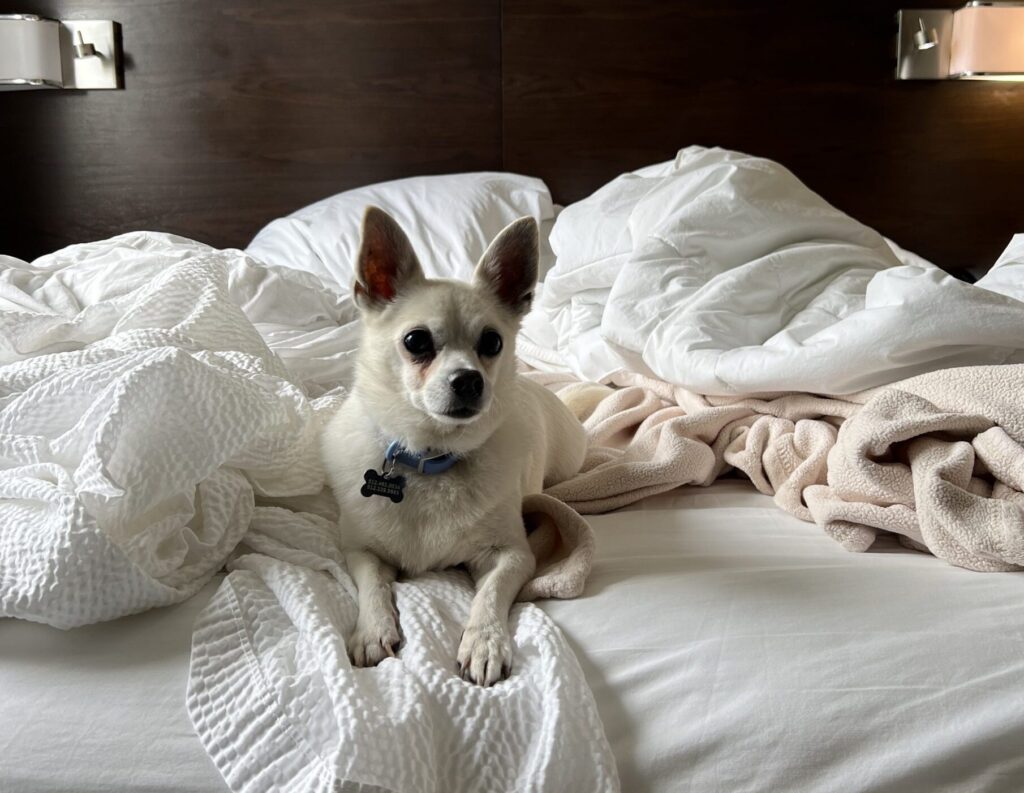 A small white chihuahua mix dog wearing a powder blue collar sits on a plush hotel bed with white linens in a softly lit modern room. This image introduces the blog's focus on dog friendly hotels in Dublin.