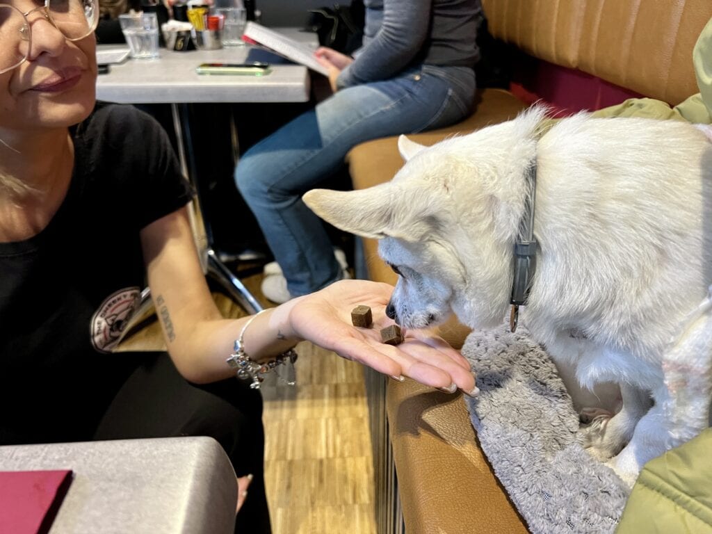 A small white dog on a cushioned booth is hand-fed treats by a waitress inside a cafe, with a table and other guests visible in the background.