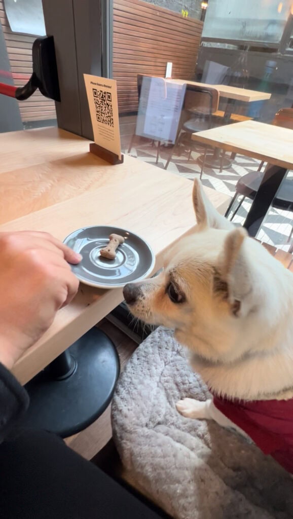 A small white dog sitting indoors at a café, looking at a bone-shaped biscuit on a saucer being offered by a hand.
